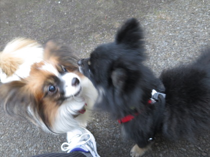 2017(H29)-11-5 �Ƥ��륭���ǥ� �����ã (72)