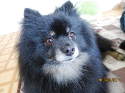 2018(H30)-5-23 åפϤ (2)