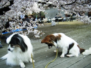 あっち見てホイ