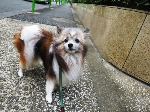 2019(R1)-9-1 秋の空気の散歩 (6)