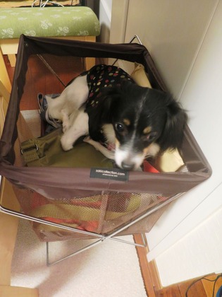 2015(H27)-11-22 ���������� (8)