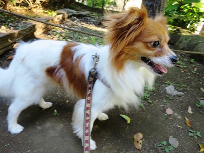 2018(H30)-6-30 ���������˥å���ī���� (12)