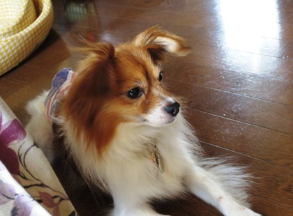 2018(H30)-7-21 ニッキのお届け (6)