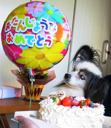 2016(H28)-11-3 Happy Birthday Robin (103)