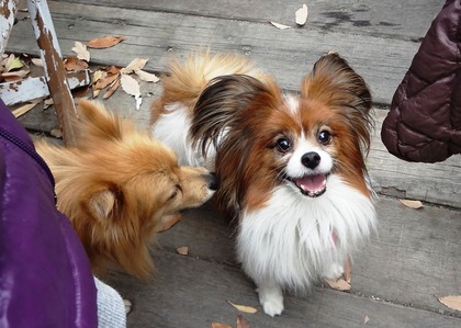 田奈ラン(たいよう母)02