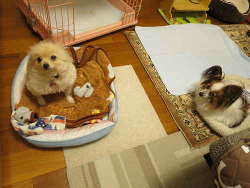 Ƭ 2019(R1)-11-24 (2)