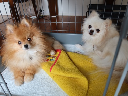 2021(R3)-3-12 ミルキーとトムのワンプロ (2)