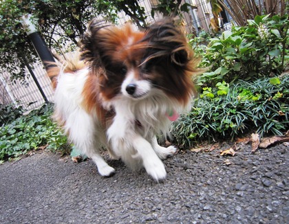 2014-3-17 春は強風 (7)