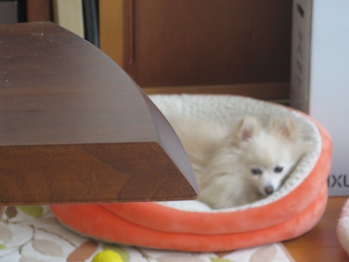 2020(R2)-4-12 爆睡派 と緊張派 (4)