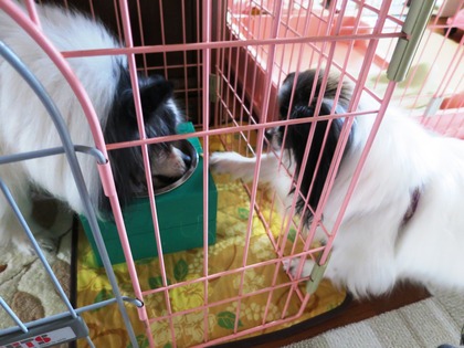 12014‐6-13 ロビンの食事に (2)