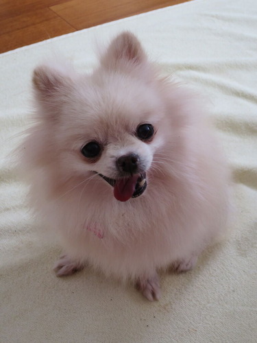 2020(R2)-10-20 今日も大好き❤ (11)