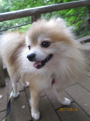 2017(H29)-9-16 いざ出陣の朝 (11)