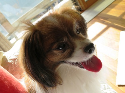 2013-11-27 欲しいなぁ (3)