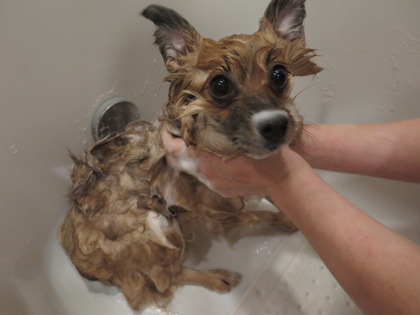 2018(H30)-12-24 ディアが生まれ変わった日 (3)