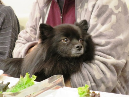 2014(H26)-11-23 ロビン18歳誕生会 (71)