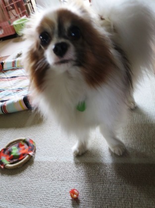 2018(H30)-6-26  (13)