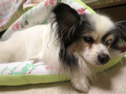 2014(H26)-11 梅雨のマッタリ (1)