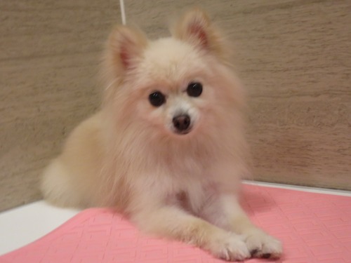 2020(R2)-5-8 ιΩ�����οȤ����ʤ� (14)