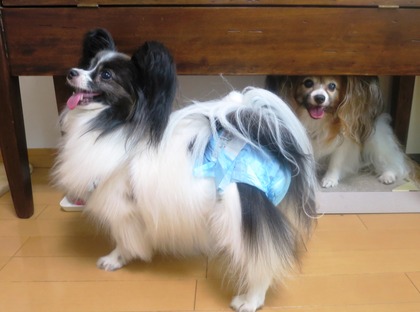 2014(H26)-6-28 �������˥��������� (6)