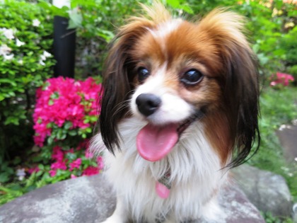 May day の庭で (13)