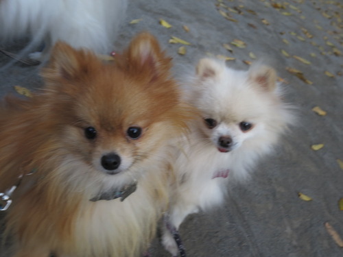 2020(R2)-11-17 公園散歩 (9)