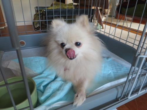 2020(R2)-11-5 ミルキーの修行 (3)