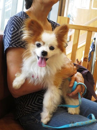 2017(H29)-8-11 ¥³¥í¥óÄ̱¡¤È¥Þ¥°Åоì (7)