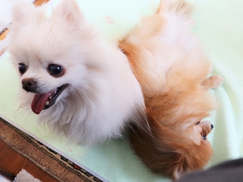 2021(R3)-2-15 苺love (33)