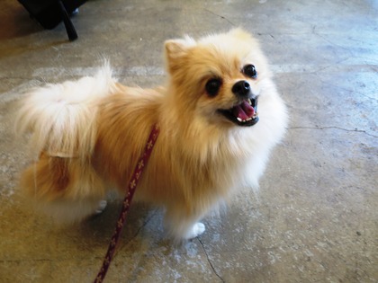 2017(H29)-4-23 �����Τ�Ʋ� (4)