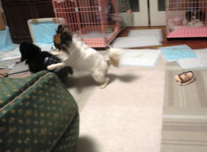 2017(H29)-11-16 ������ֱ�ư�� (8)