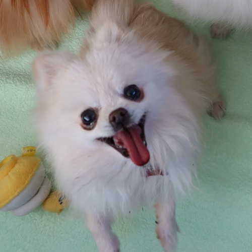 2021(R3)-2-7 みかんオヤツ (6)