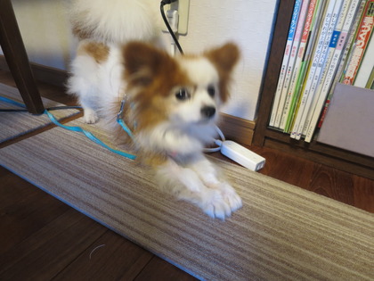 2017(H29)-8-16 深夜2時半の2ワン (3)