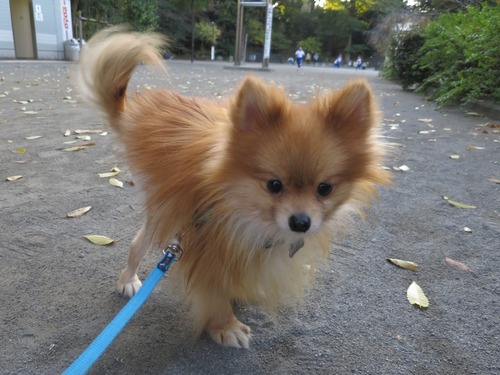 2020(R2)-11-17 公園散歩 (7)