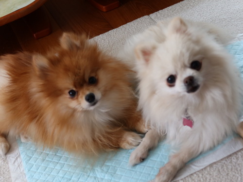 2021(R3)-2-12 �����Υߥ���� (3)