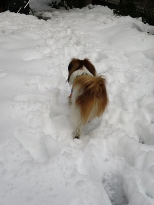 2014-2-15 今年二度目の大雪に (60)