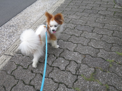 2017(H29)-9-8 縁結び祈願 (2)