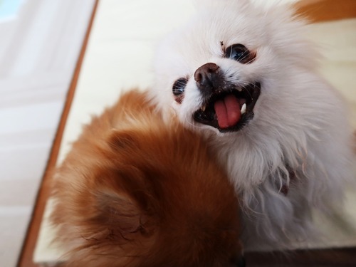 2021(R3)-2-25 ママがご飯の最中は (5)