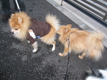 ポメ散歩 3
