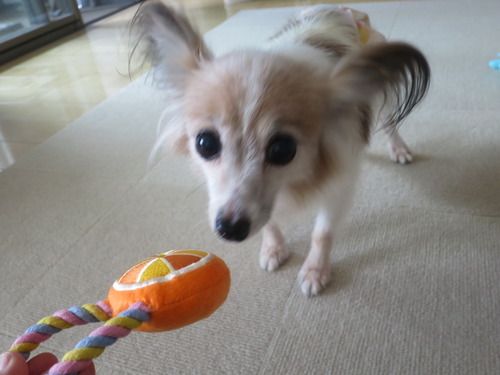 2020(R2)-9-27 ファラのトライアル開始 (2)