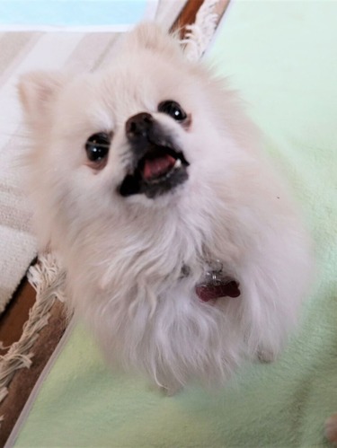 2021(R3)-2-15 苺love (5)