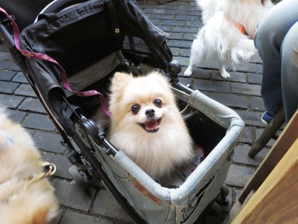 2017(H29)-4-23 �����Τ�Ʋ� (16)