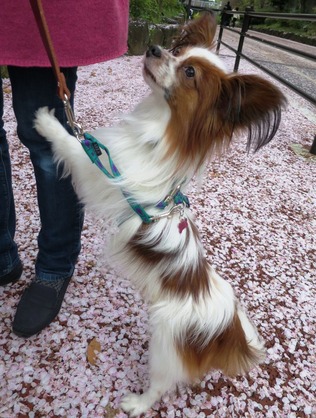 2016(H28)-4-8 由加里さんと東工大へ (10)