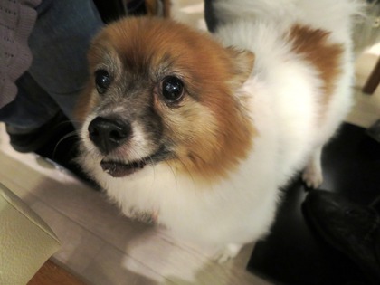 2014(H26)-11-23 ロビン18歳誕生会 (122)