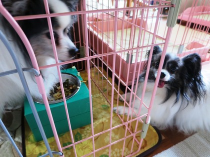 12014‐6-13 ロビンの食事に (5)