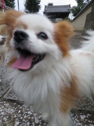 2017(H29)-9-8 縁結び祈願 (6)