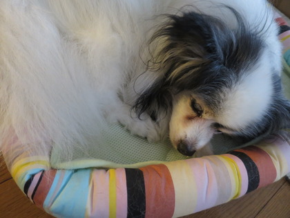 2014(H26)-11 梅雨のマッタリ (14)