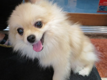 2016(H28)-9-26 ���顢���襤���� (1)