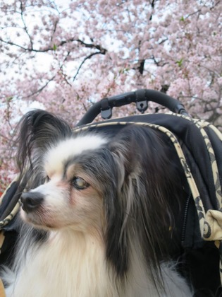 2016-4-6 平成28年の櫻 (21)