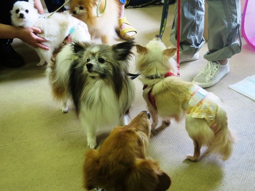 2019(R1)-7-20 Âè58²óΤ¿Æ²ñ(Áã³û) (7)