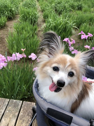 2021(R3)-5-31 ファラ通信 (2)